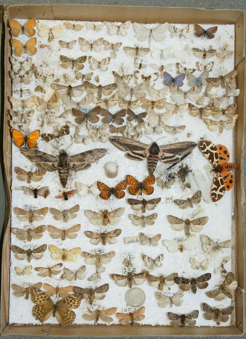 [id-18] - Schmetterlingssammlung Dr. Hartwig Baer